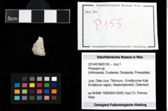 Foto (Objekt + Etikett) von Prosopon sp.  (NHMW-GEO-2014-0194-0155)